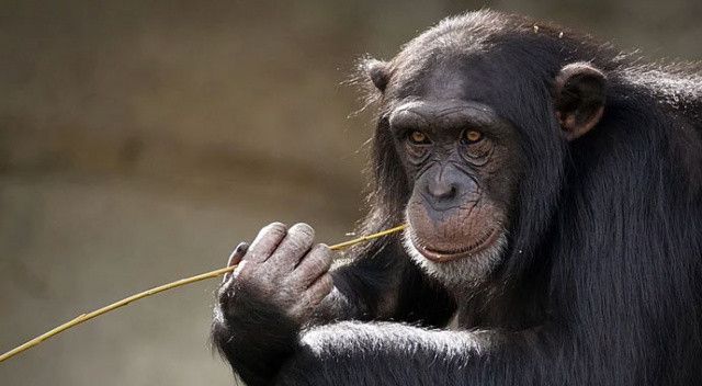 Akılalmaz olay! Maymunlar dehşet saçtı: Kaçırdıkları bebek hayatını kaybetti