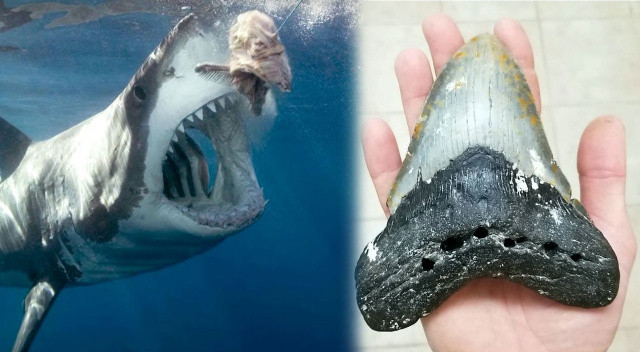 Balinayla beslenen köpek balığı: Bir dişi insan eli büyüklüğünde