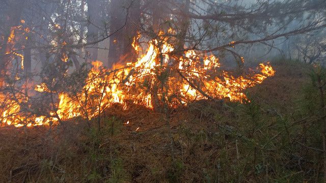 Bolu&#039;daki orman yangını kontrol altına alındı