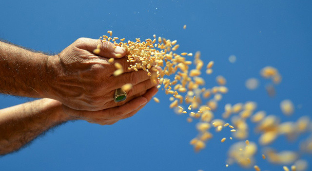 Buğday koridorunun merkezi İstanbul: 20 milyon ton tahıl kurtulacak