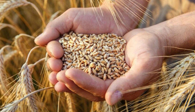 Buğday ve arpa depoları dolu, sıkıntı yaşamayız