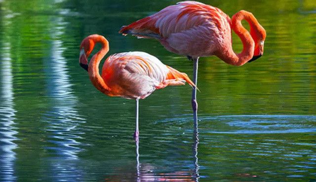 Flamingo duruşu ölüm riskini belirliyor