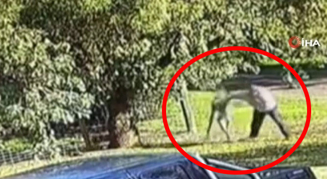 Hem saldırdı hem kovaladı! Öfkeli kanguru ve adamın kavgası sosyal medyada viral oldu