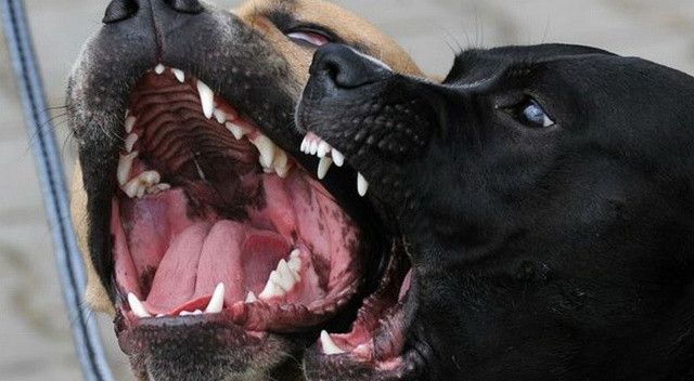 İngiltere’de köpek saldırısından ölümler için “kriz toplantısı”