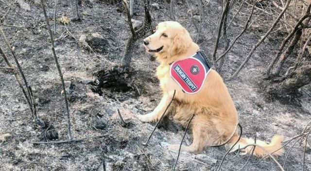 Marmaris&#039;teki yangının çıktığı noktayı &#039;Kadro&#039; buldu! Bunu yapabilen tek köpek
