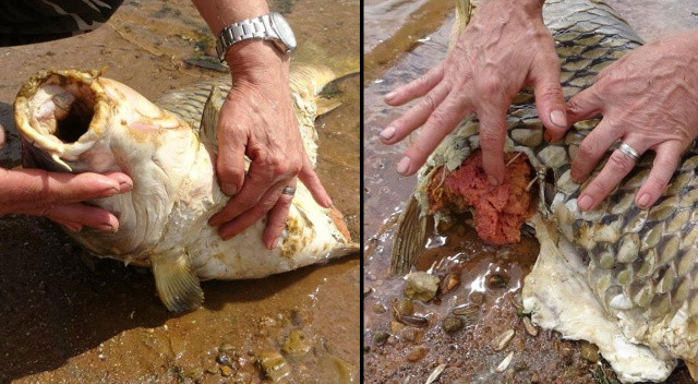 Ömerli Barajı&#039;nda balık katliamı! Kaçak avlanma balık popülasyonunu bitirecek