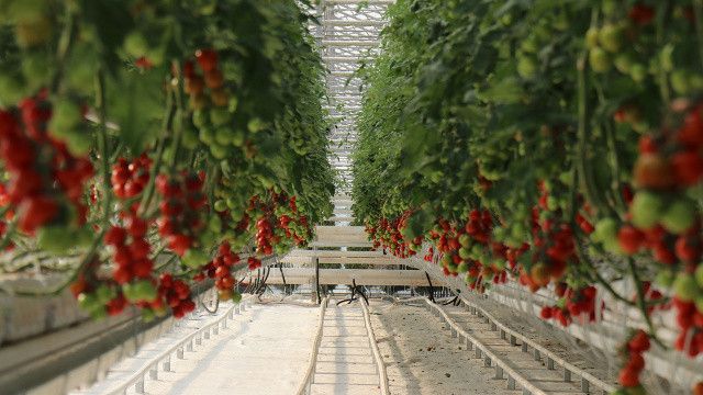 Sakarya&#039;da topraksız tarım merkezi: Yılda 1.250 ton domates üretilecek