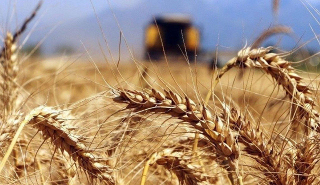 Ukrayna buğdayı yüzde 25 indirimle