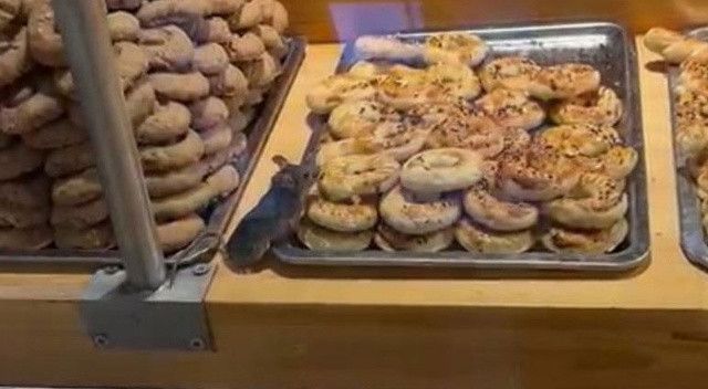 Ünlü zincir markette skandal görüntü: Fare pastane vitrinde cirit attı!