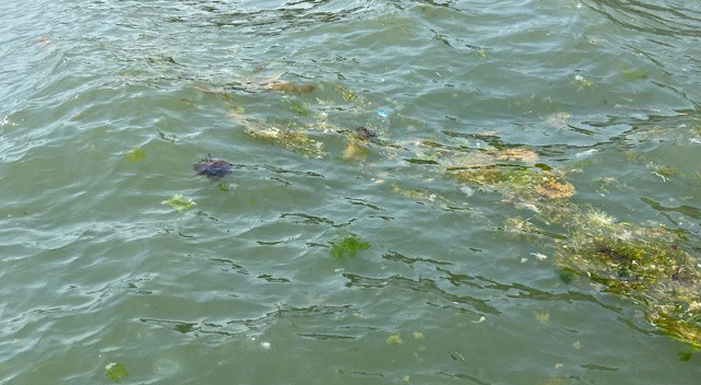 Zehirli denizanası Marmara kıyılarında görüldü! Uzmanlar uyarıyor: Sakın dokunmayın