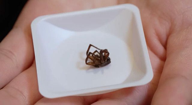 Araştırmacılar ölü örümcekleri robotlara dönüştürdü: Zombi örümcekler yolda!