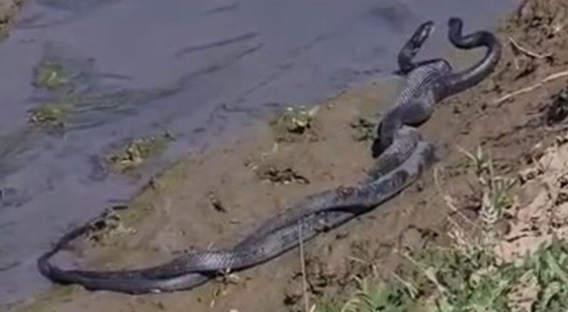 Havalar ısınınca ortaya çıktılar! 1,5 metrelik yılanların dansı kamerada