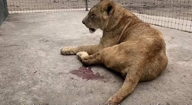 Meksika’da hayvanat bahçesinde dehşet! Aslan açlıktan kendi kuyruğunu yedi