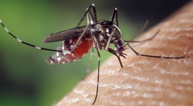 Sivrisineklerin sırrı çözüldü… Neden bazı insanları daha çok ısırdıkları ortaya çıktı