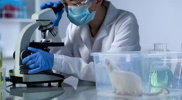 Bilim insanları kök hücrelerden fare embriyosu yaptı
