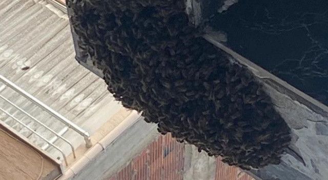 Bursa’da kraliçe arı ortalığı karıştırdı: Yüzlerce arı sokağı istila etti