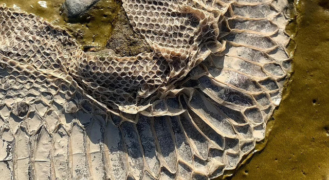 İngiltere&#039;de şehrin ortasında bir buçuk metrelik Boa yılanı derisi bulundu