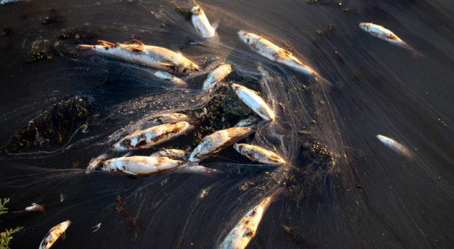 Kızılırmak&#039;ta tedirgin eden görüntü: Yüzlerce ölü balık kıyıya vurdu