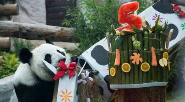 Rusya’da pandalara sürpriz doğum günü partisi
