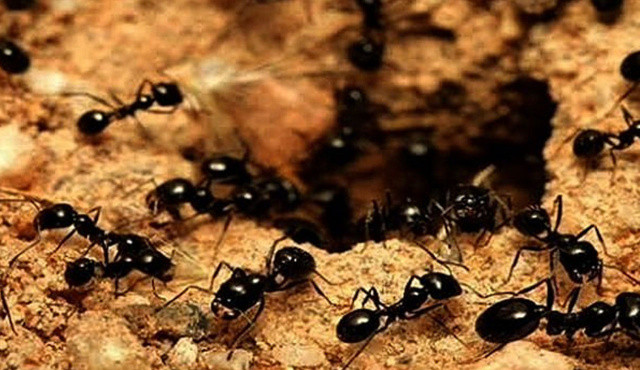 20.000.000.000.000.000 karıncayla yaşıyoruz