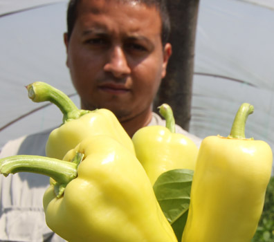 Makedonya'nın meyve deposu