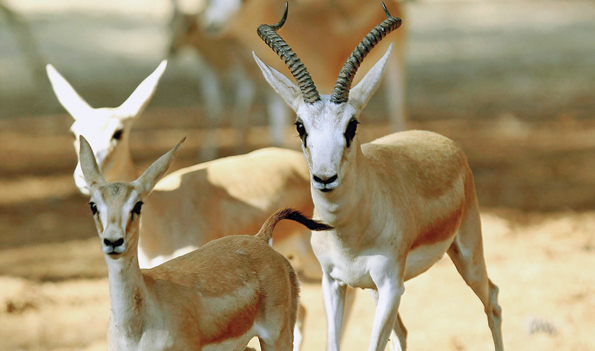 En büyük çiftlik Ceylanpınar'da