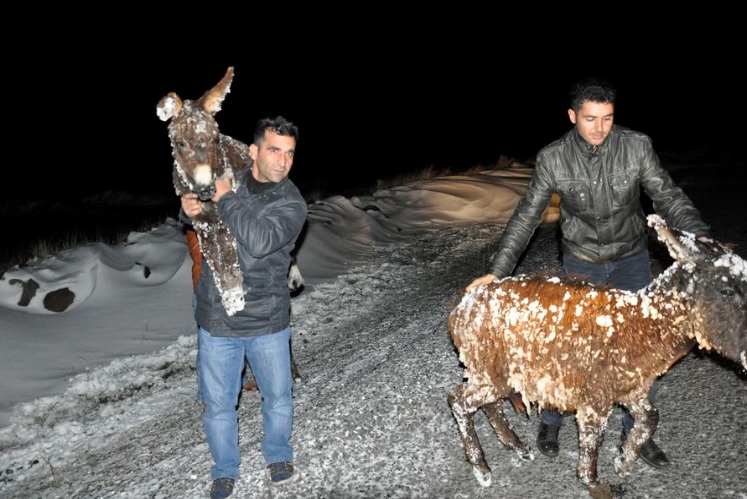 Buz tutan eşekler donmaktan kurtarıldı