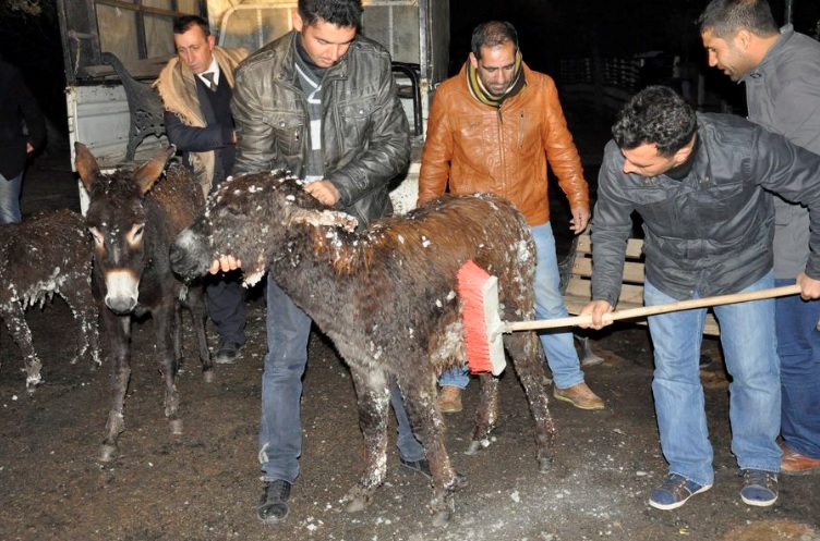 Buz tutan eşekler donmaktan kurtarıldı