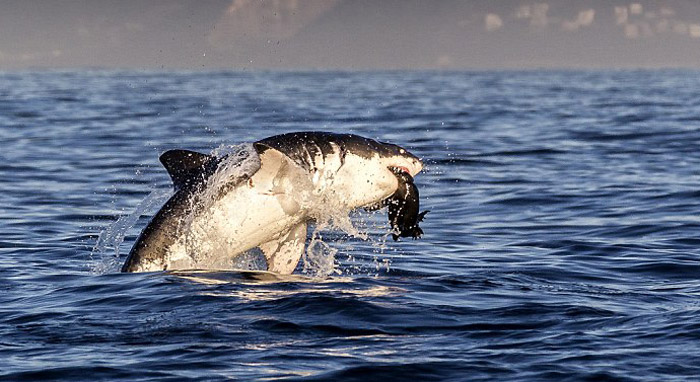 Jaws'dan uçanda kaçanda kurtulamıyor