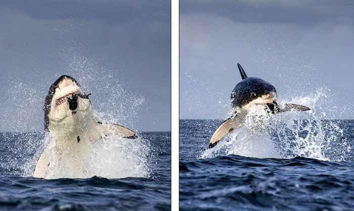 Jaws'dan uçanda kaçanda kurtulamıyor