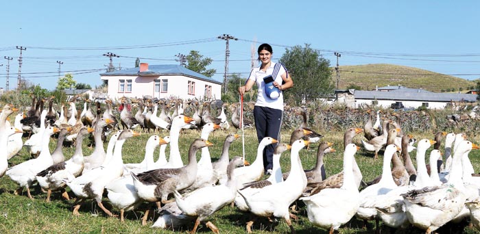 Dünya şampiyonu kaz çobanı