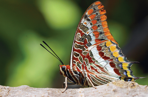 Hem fotoğraf çekiyoruz hem çile