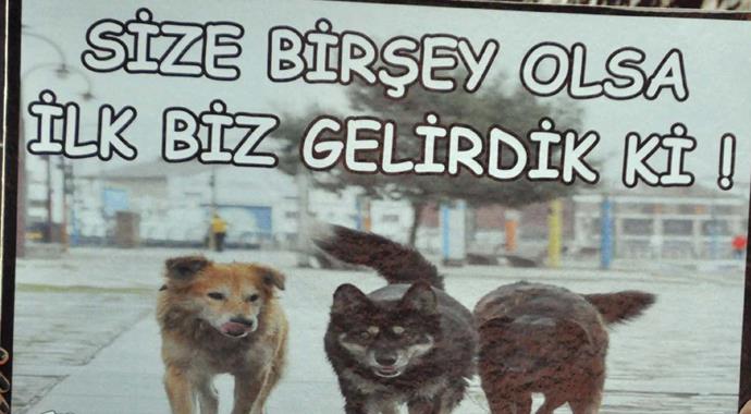 Kedi katliamı tüm yurtta protesto edildi