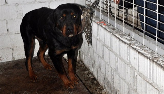 Başıboş Rottweiler çocuğu parçaladı