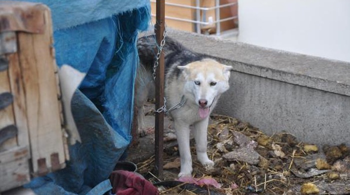 Terastan sarkan köpek son anda kurtarıldı