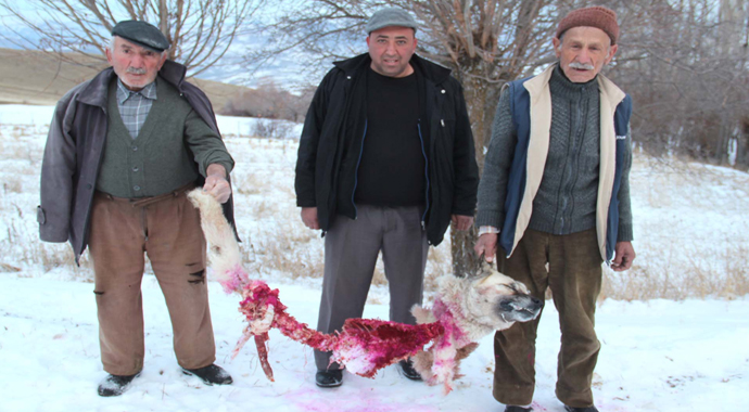 Aç kurtlar kangal köpeğini parçalayıp yedi