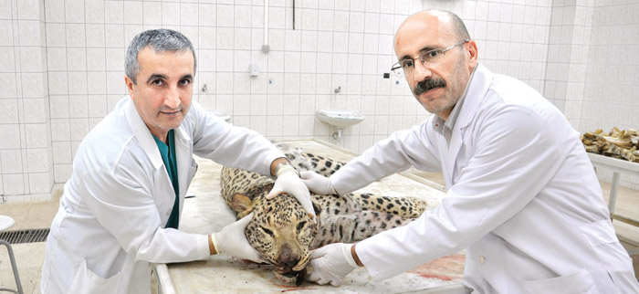 Leopardan böyle intikam aldılar