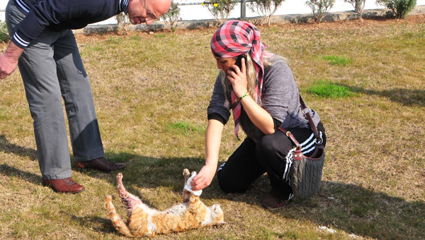 Bir kedi vahşeti daha! Karnını deştiler