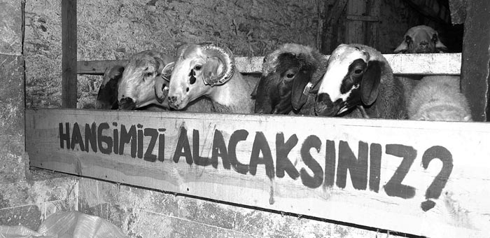 Televizyonda dekolte olur mu?..