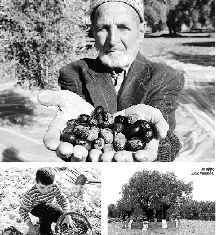 Dağlarından yağ bağlarından bal