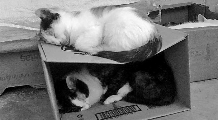 Milli Takım'ın Brezilya şansı?