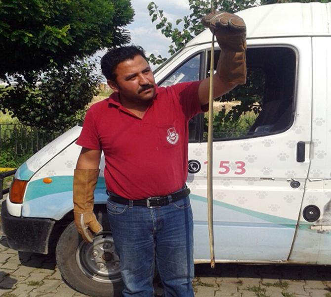 Bursa'da zehirli yılan paniği!