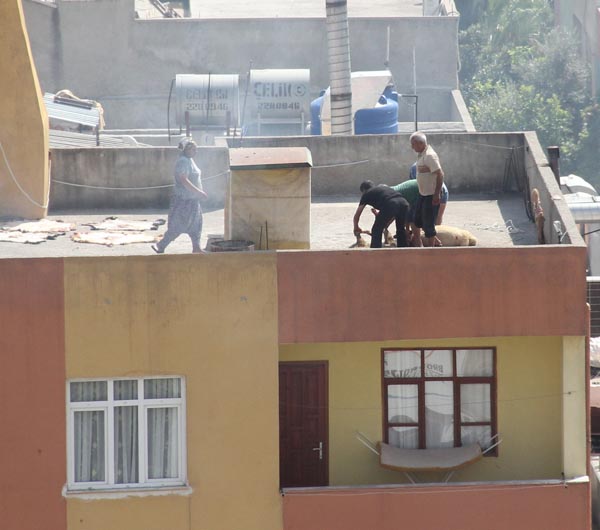 Kurbanlarını 3 katlı evin damında kesti