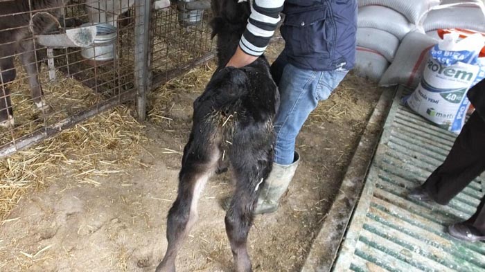 Bu buzağıyı görenler hayrete düşüyor
