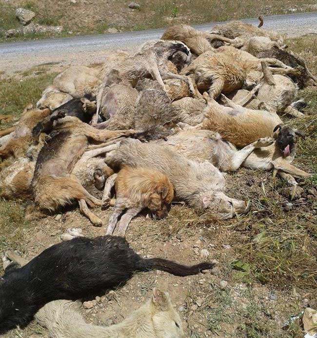 Tarsus'taki köpek katliamında inanılmaz iddia