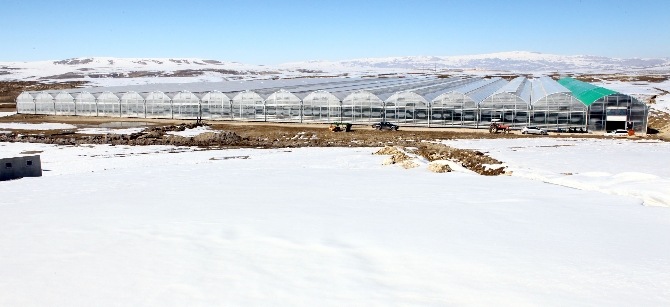 -35 dercede domates üretiyorlar