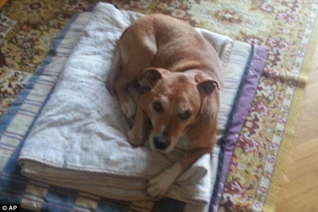 O hemşirenin köpeği itlaf edildi!