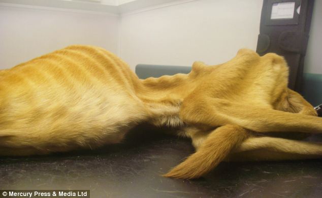 Köpeğini kasıtlı olarak aç bıraktı!