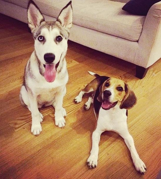 Hazal Kaya köpek sahiplendi