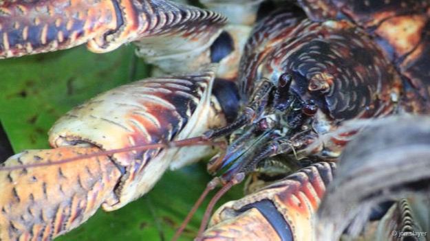 Fare yiyen dev yengeçler!